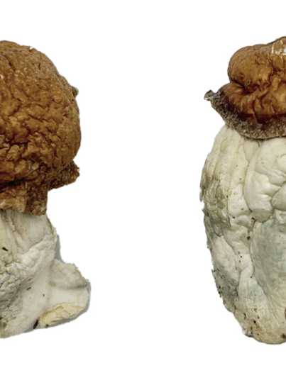 Buy Oak Ridge Magic Mushrooms